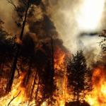 Фотодокумент 