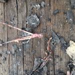 Фотодокумент 817